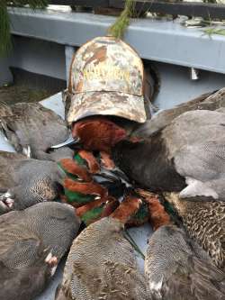 Photo Duck Waterfowl Hunting Hyde County Mattamuskeet Pamlico Sound guide guides swan geese goose