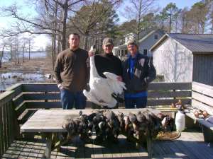 Photo Duck Waterfowl Hunting Hyde County Mattamuskeet Pamlico Sound guide guides swan geese goose