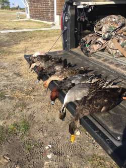 Photo Duck Waterfowl Hunting Hyde County Mattamuskeet Pamlico Sound guide guides swan geese goose